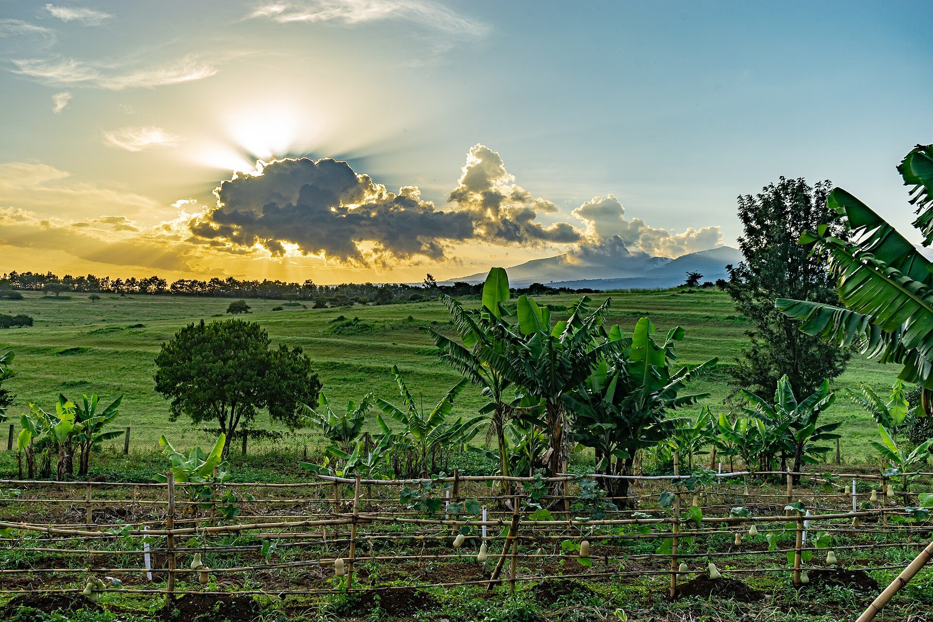 Farmland with banana trees near Karatu, northern Tanzania, at sunset