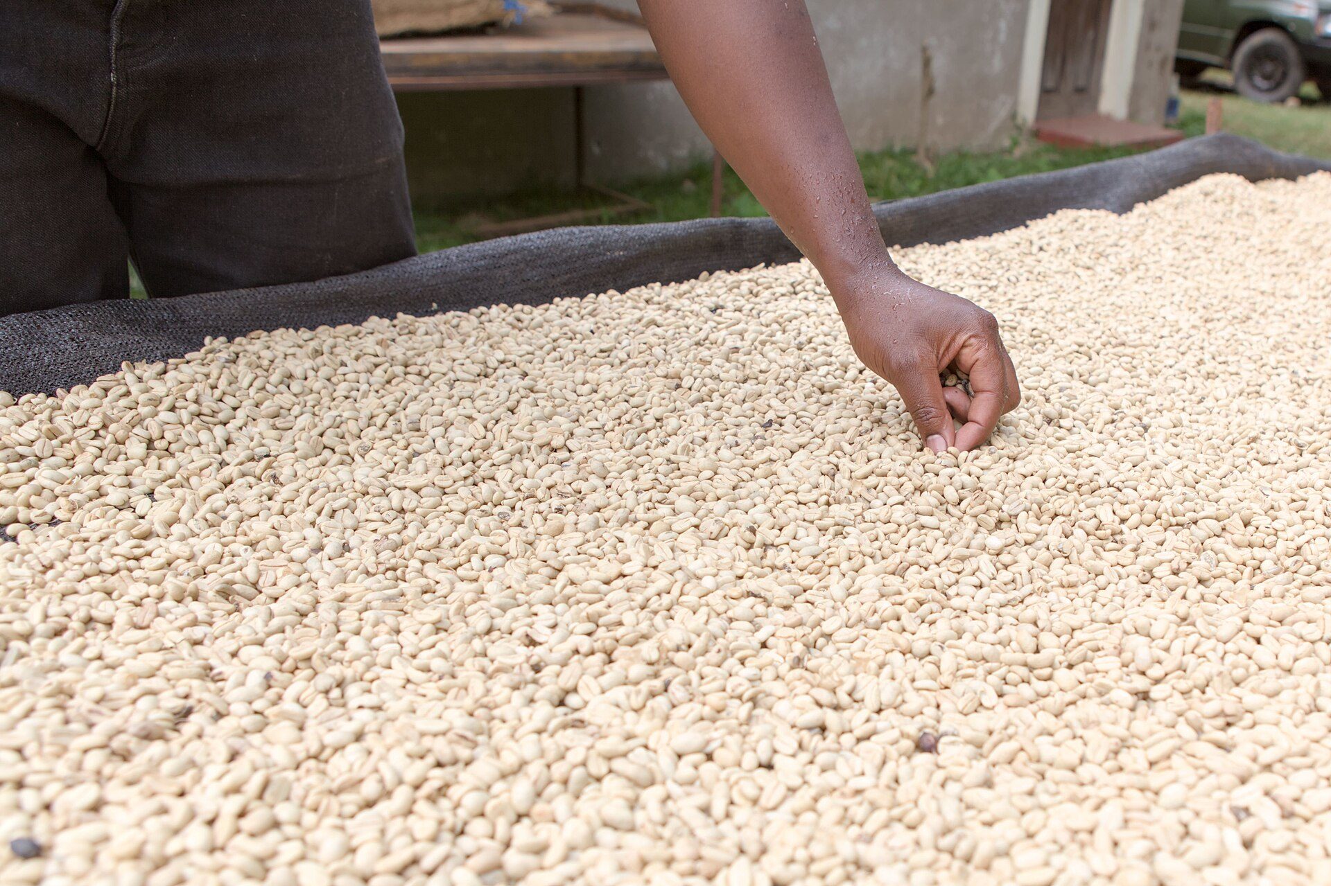 Hand-sorting parchment coffee on a drying bed in Tanzania